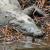 Crocodylidae